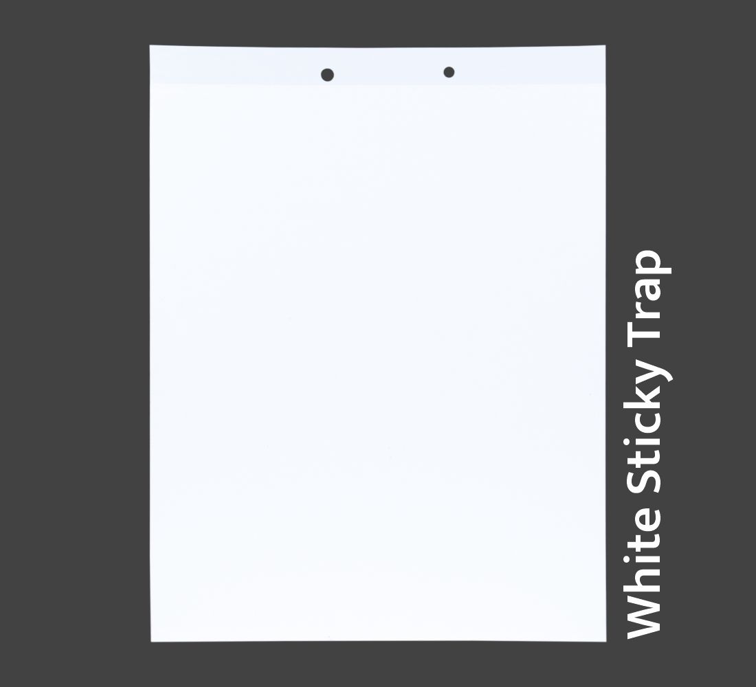 White Sticky Trap 22*28 Pack of 10